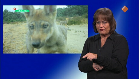 NOS Jeugdjournaal met gebarentaal